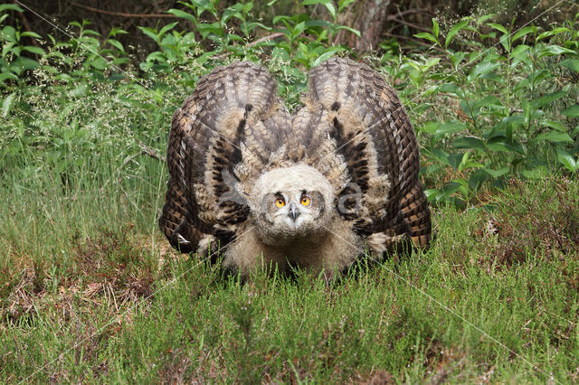 Eurasian Eagle-Owl (Bubo bubo)