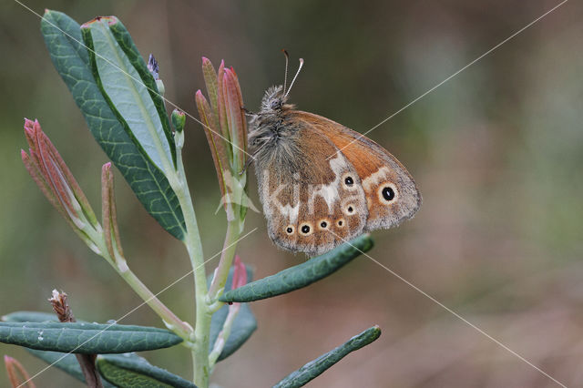 Large Heath (Coenonympha tullia)