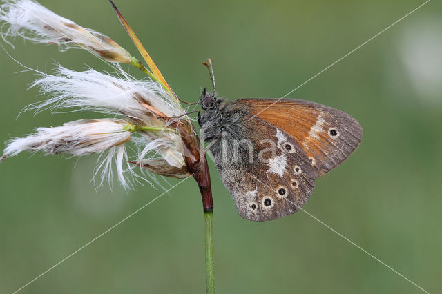 Large Heath (Coenonympha tullia)