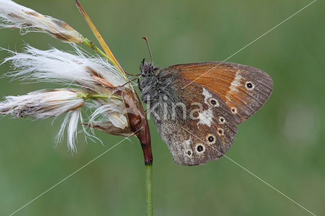 Veenhooibeestje (Coenonympha tullia)