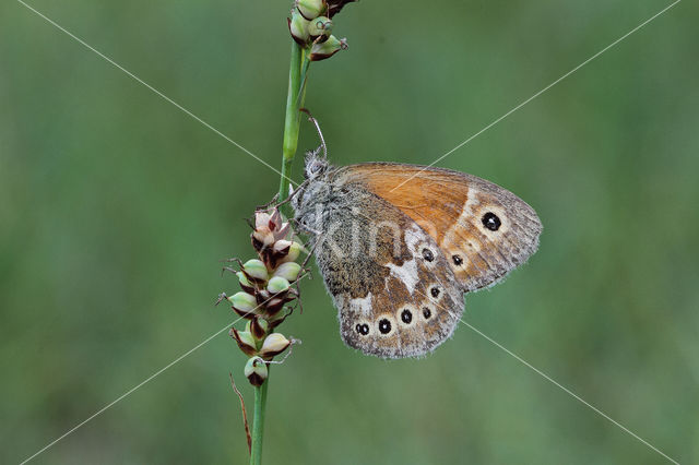 Veenhooibeestje (Coenonympha tullia)