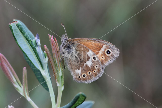 Large Heath (Coenonympha tullia)