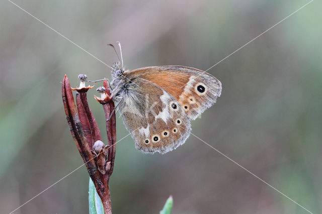 Veenhooibeestje (Coenonympha tullia)