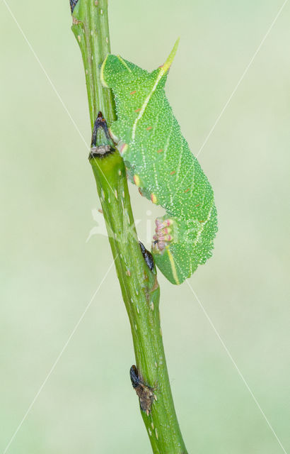 Poplar Hawk-moth (Laothoe populi)