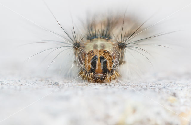 Plakker (Lymantria dispar)