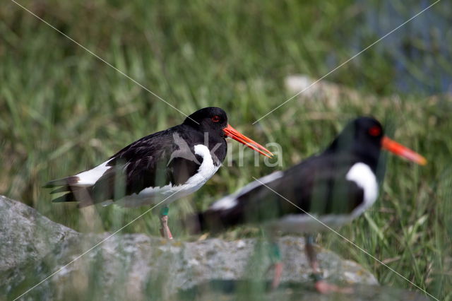 Scholekster (Haematopus ostralegus)