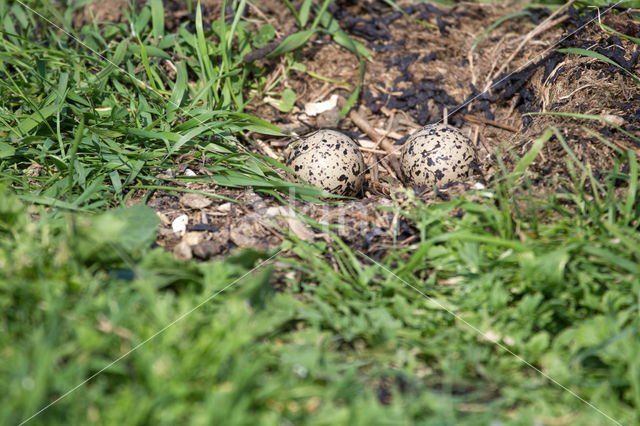 Oystercatcher (Haematopus ostralegus)