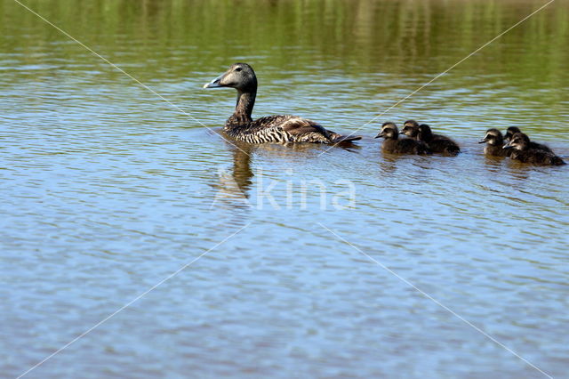 Eider (Somateria mollissima)