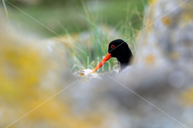 Eurasian Oystercatcher (Haematopus ostralegus longipes)