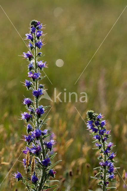 Lepelaar (Platalea leucorodia)