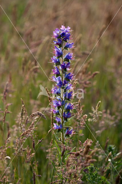 Viper's-bugloss (Echium vulgare)