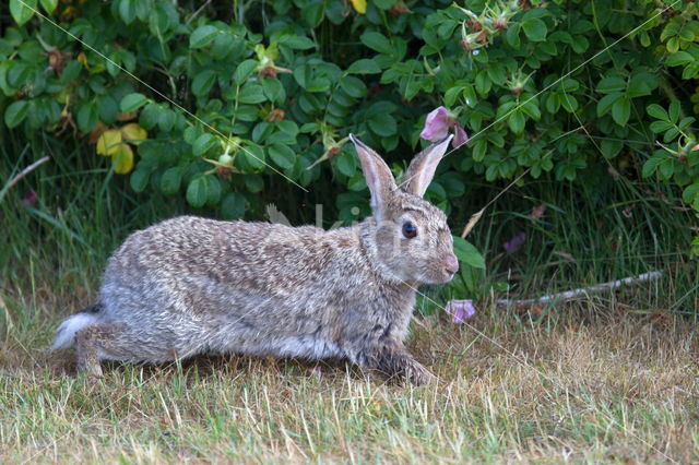 Rabbit (Oryctolagus cuniculus)