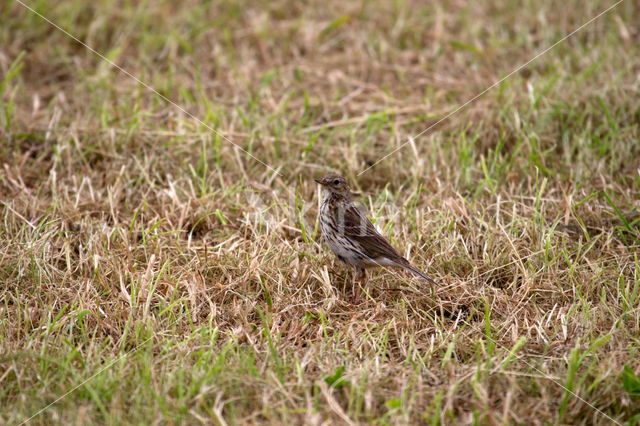 Tawny Pipit (Anthus campestris)