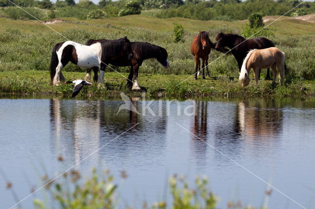 Equus ferus caballus