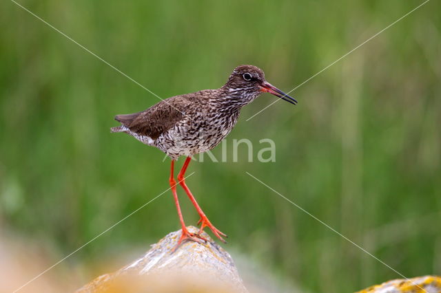 Common Redshank (Tringa totanus)