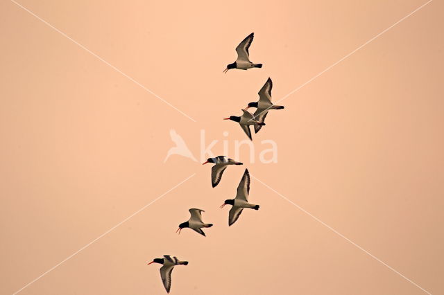 Oystercatcher (Haematopus ostralegus)