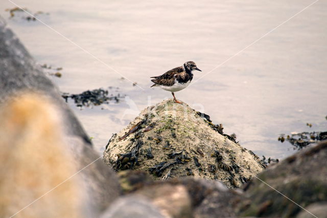 Ruddy Turnstone (Arenaria interpres interpres)