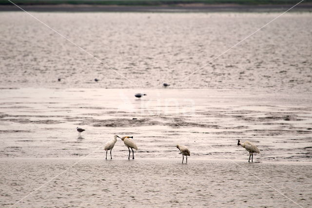 Eurasian Spoonbill (Platalea leucorodia)