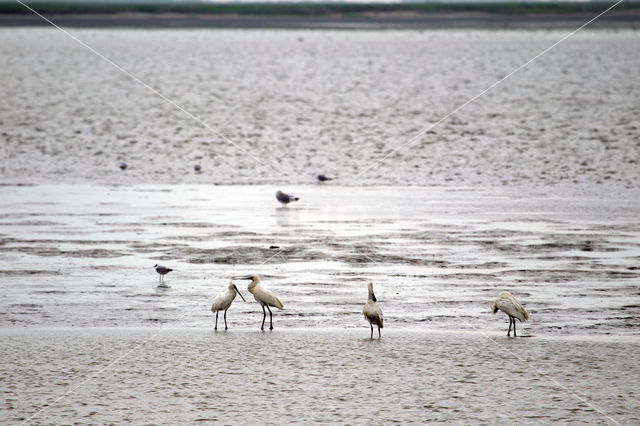 Lepelaar (Platalea leucorodia)