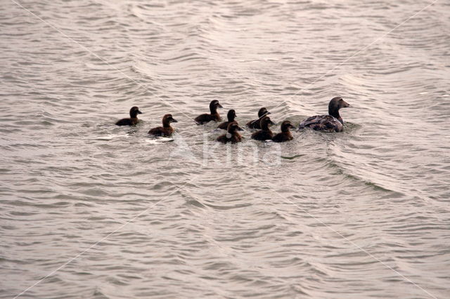 Eider (Somateria mollissima)