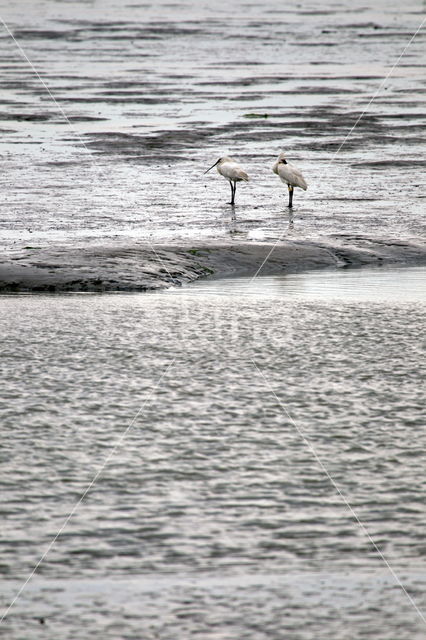 Lepelaar (Platalea leucorodia)