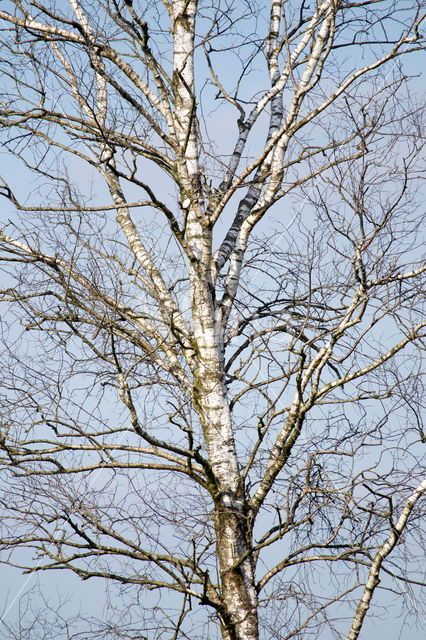 Drents heideschaap (Ovis domesticus)