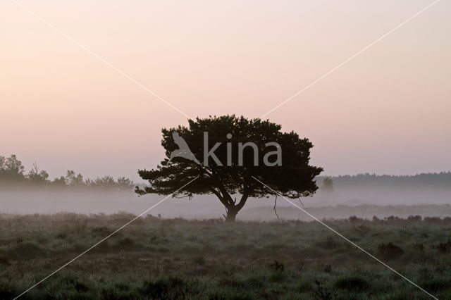 Grove den (Pinus sylvestris)