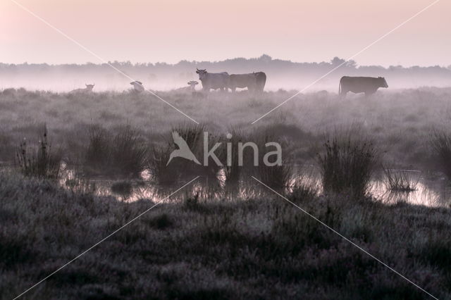 Rund (Bos taurus)