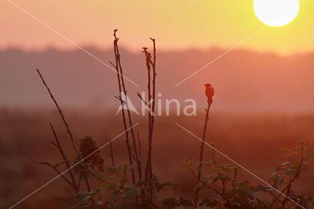 European Stonechat (Saxicola rubicola)