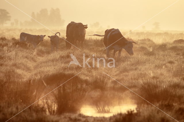 cow (Bos primigenius taurus)