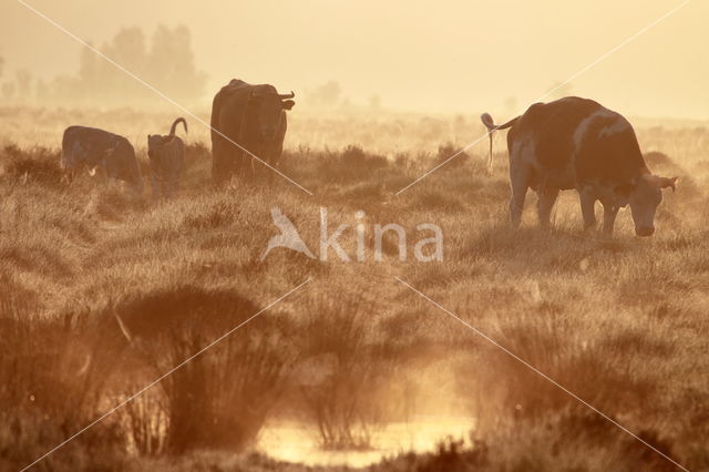 cow (Bos primigenius taurus)