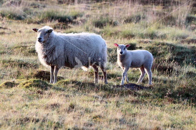 Drents heideschaap (Ovis domesticus)