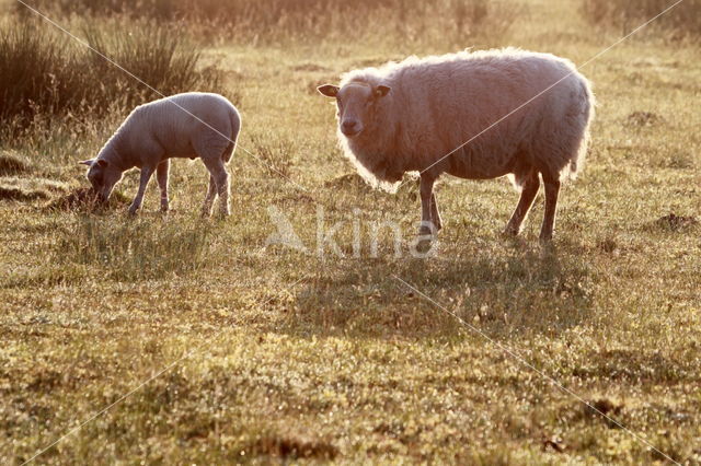 Drents heideschaap (Ovis domesticus)