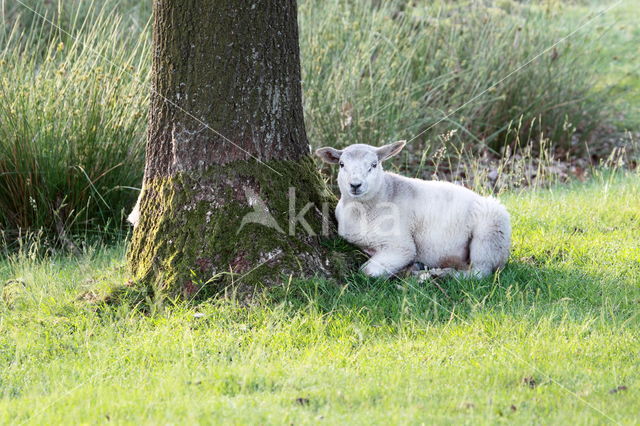 Drents heideschaap (Ovis domesticus)