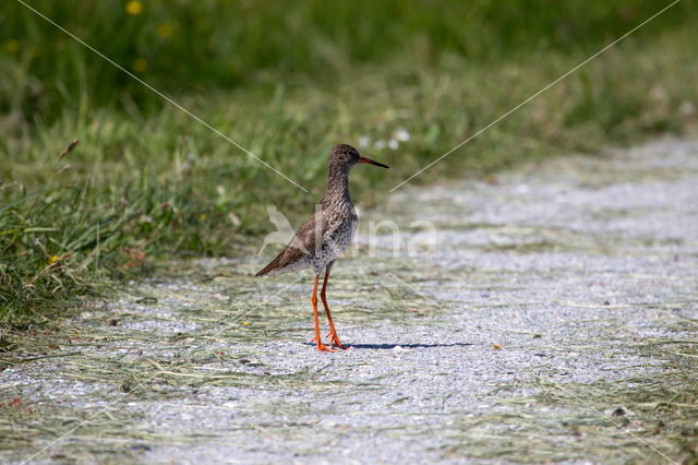 Common Redshank (Tringa totanus)