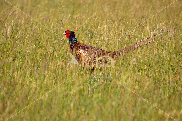 Ring-necked Pheasant (Phasianus colchicus)