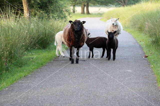 Drents heideschaap (Ovis domesticus)