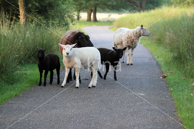 Drents heideschaap (Ovis domesticus)