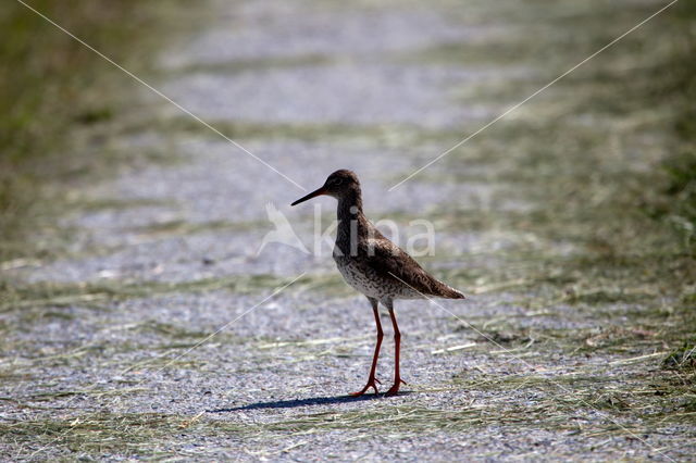 Common Redshank (Tringa totanus)