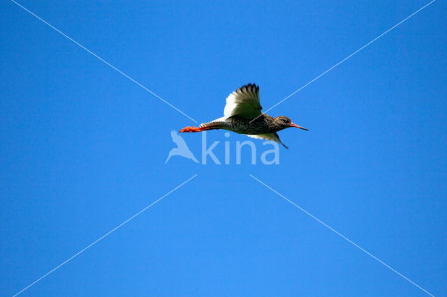 Common Redshank (Tringa totanus)