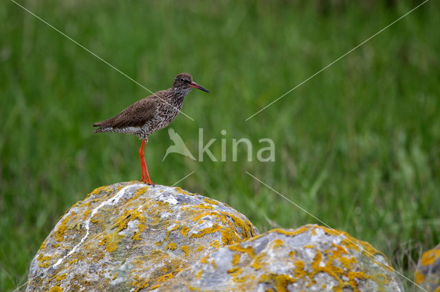 Common Redshank (Tringa totanus)