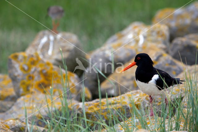 Tureluur (Tringa totanus)