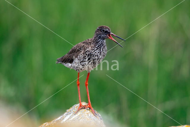 Common Redshank (Tringa totanus)