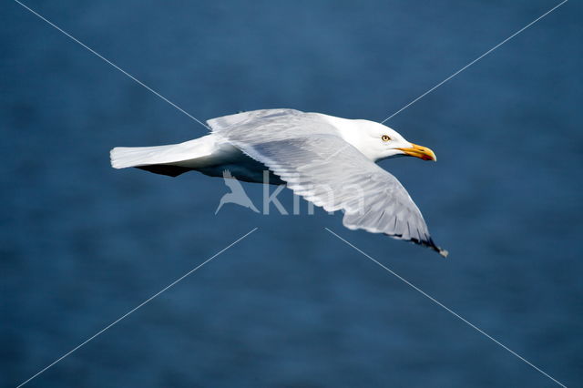 Herring Gull (Larus argentatus)