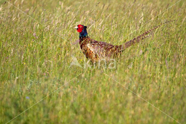 Ring-necked Pheasant (Phasianus colchicus)