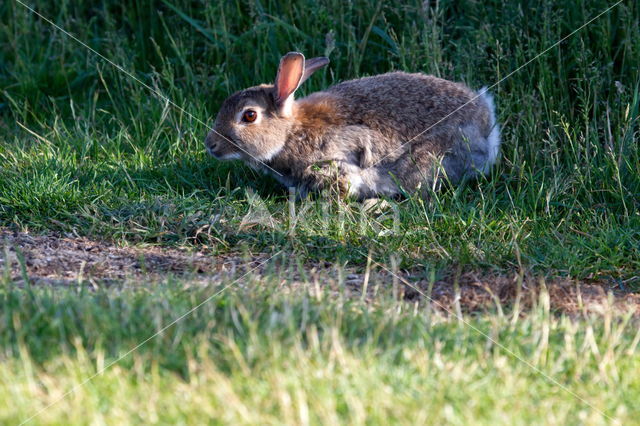 Konijn (Oryctolagus cuniculus)