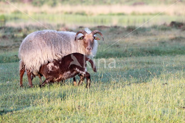 Drents heideschaap (Ovis domesticus)