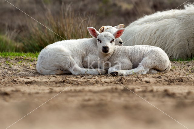 Sheep mouflon (Ovis aries)