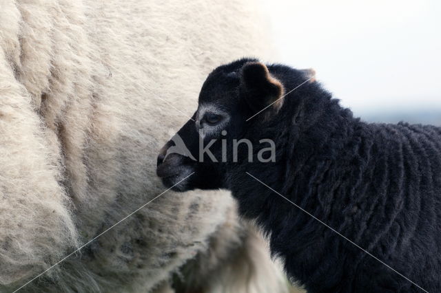 Sheep mouflon (Ovis aries)