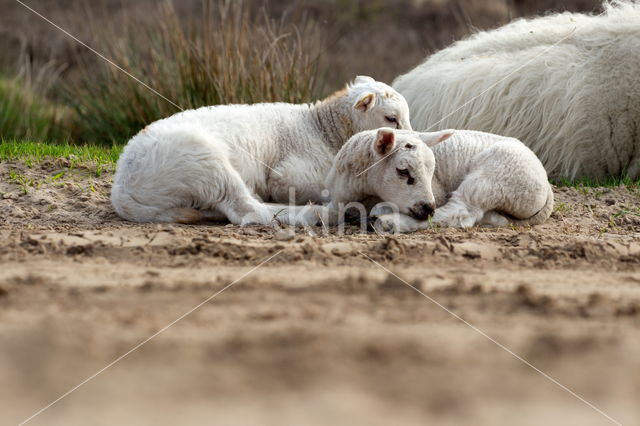 Sheep mouflon (Ovis aries)